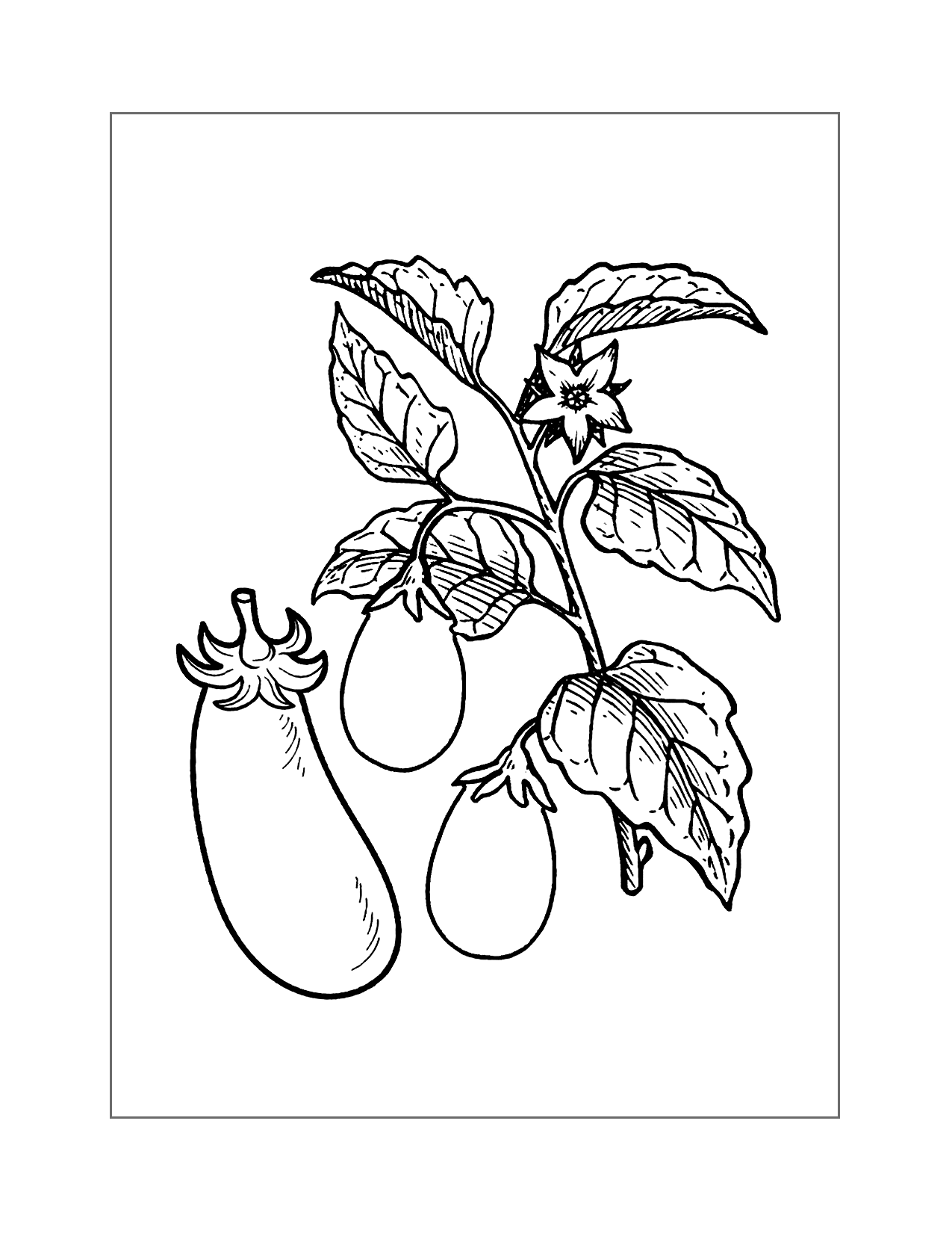 Eggplant Vegetable Garden Coloring Page
