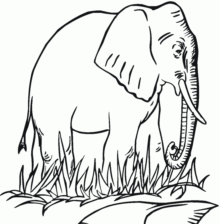 Elephant in the Wild Animal Coloring Pages