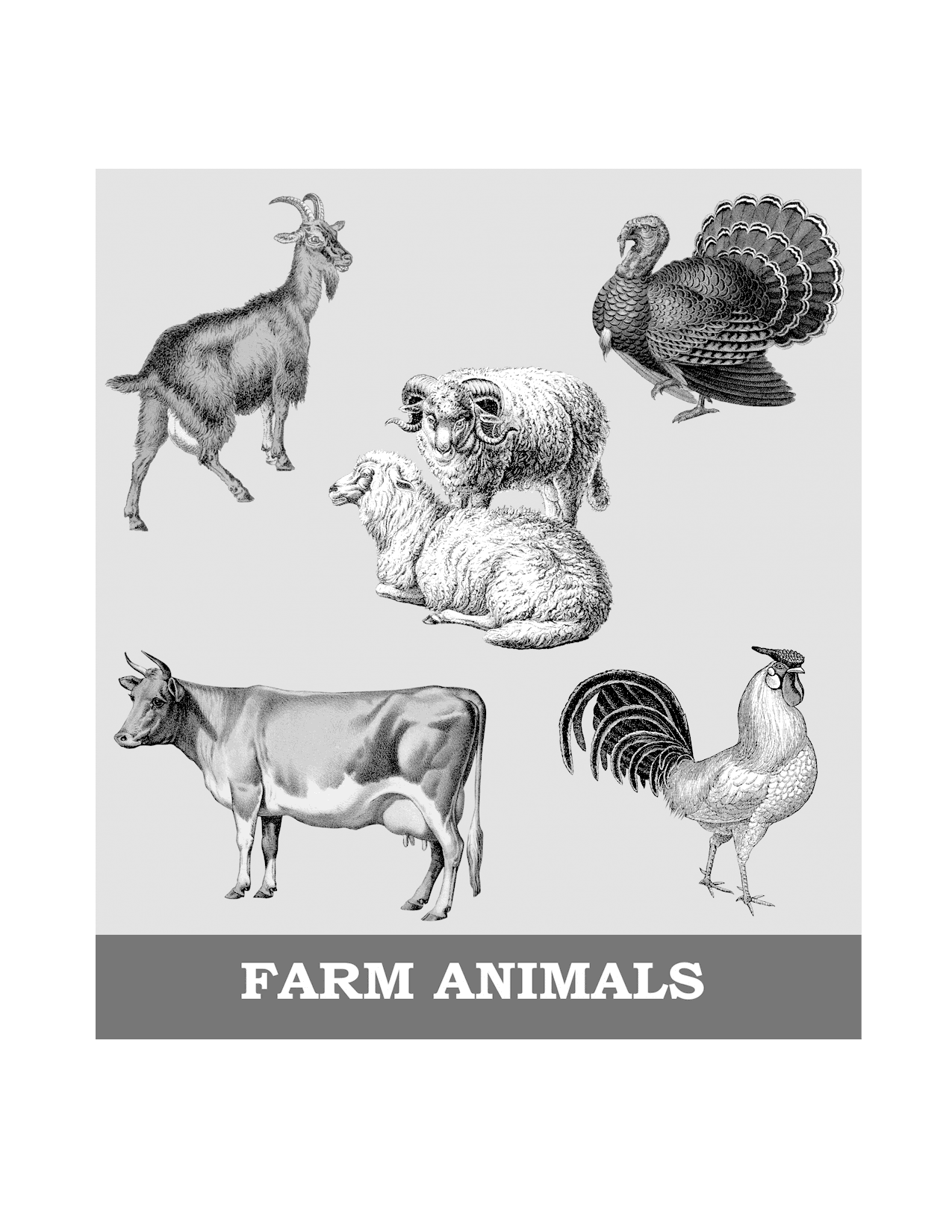 Farm Animals Printable