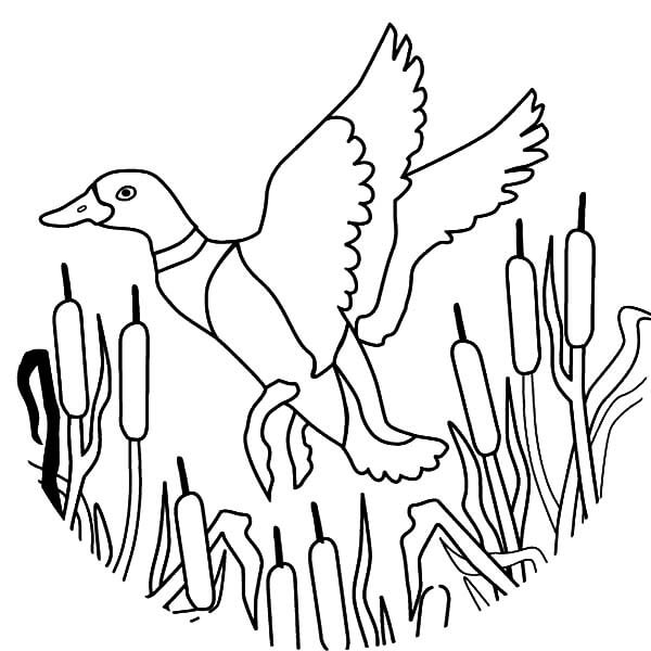 Flying Duck Coloring Page