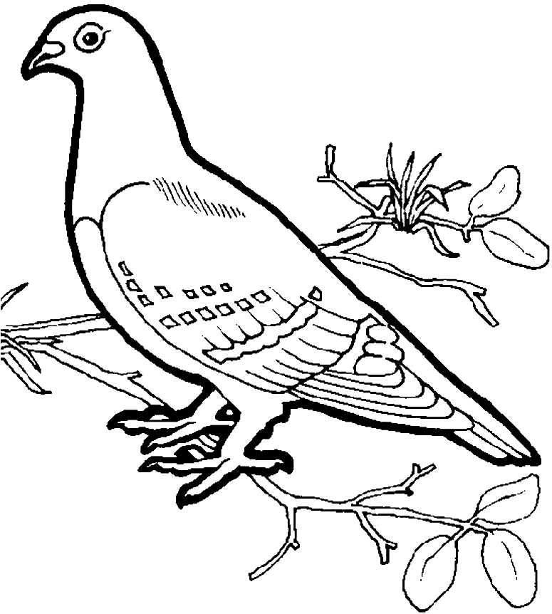 Free Dove Coloring Page