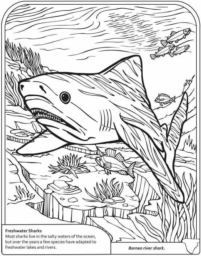 Freshwater Shark Info Sheet For Coloring