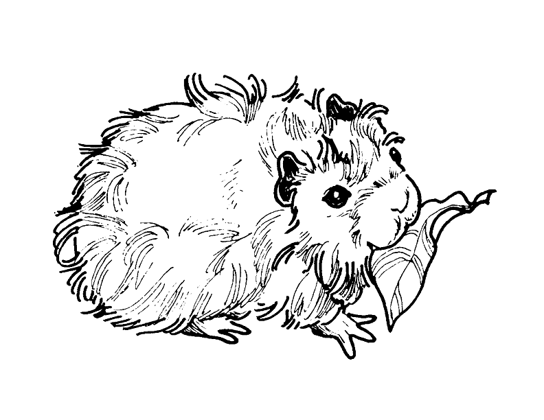 Furry Guinea Pig Eating Coloring Page