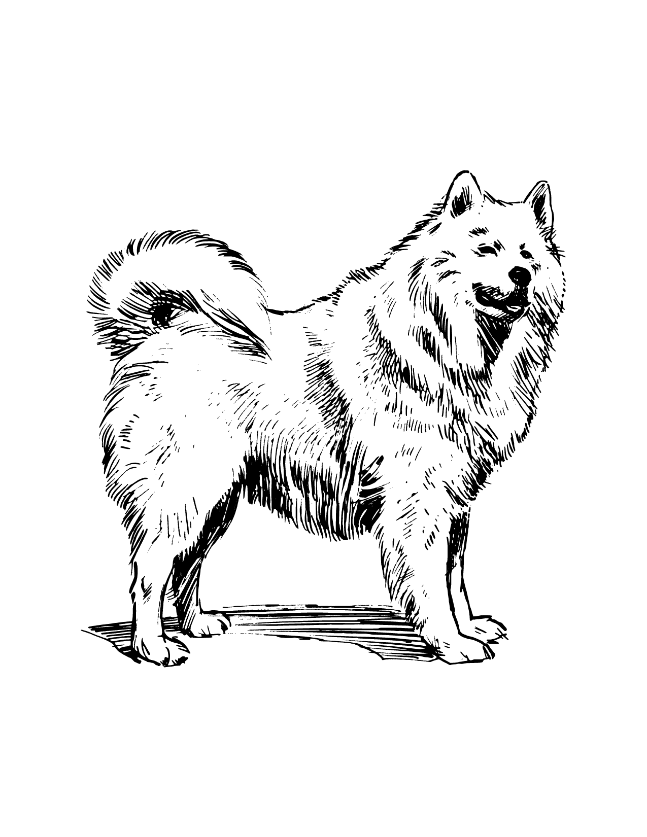 Fuzzy Husky Dog Coloring Page