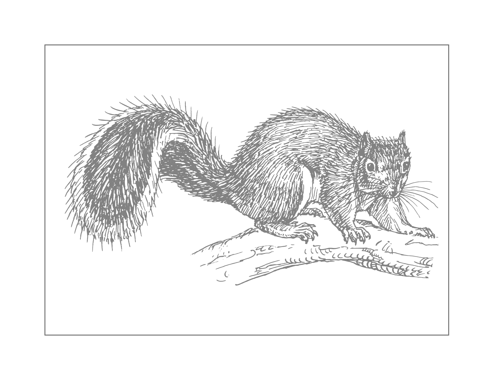 Fuzzy Squirrel In A Tree Traceable Coloring Page
