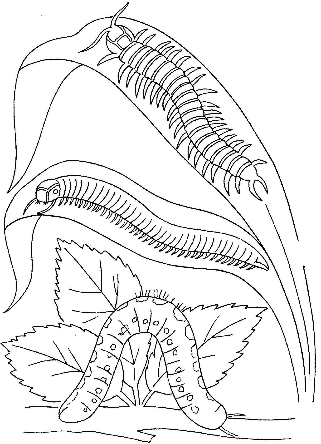 Garden Insects Millipede Catepillar Coloring Page