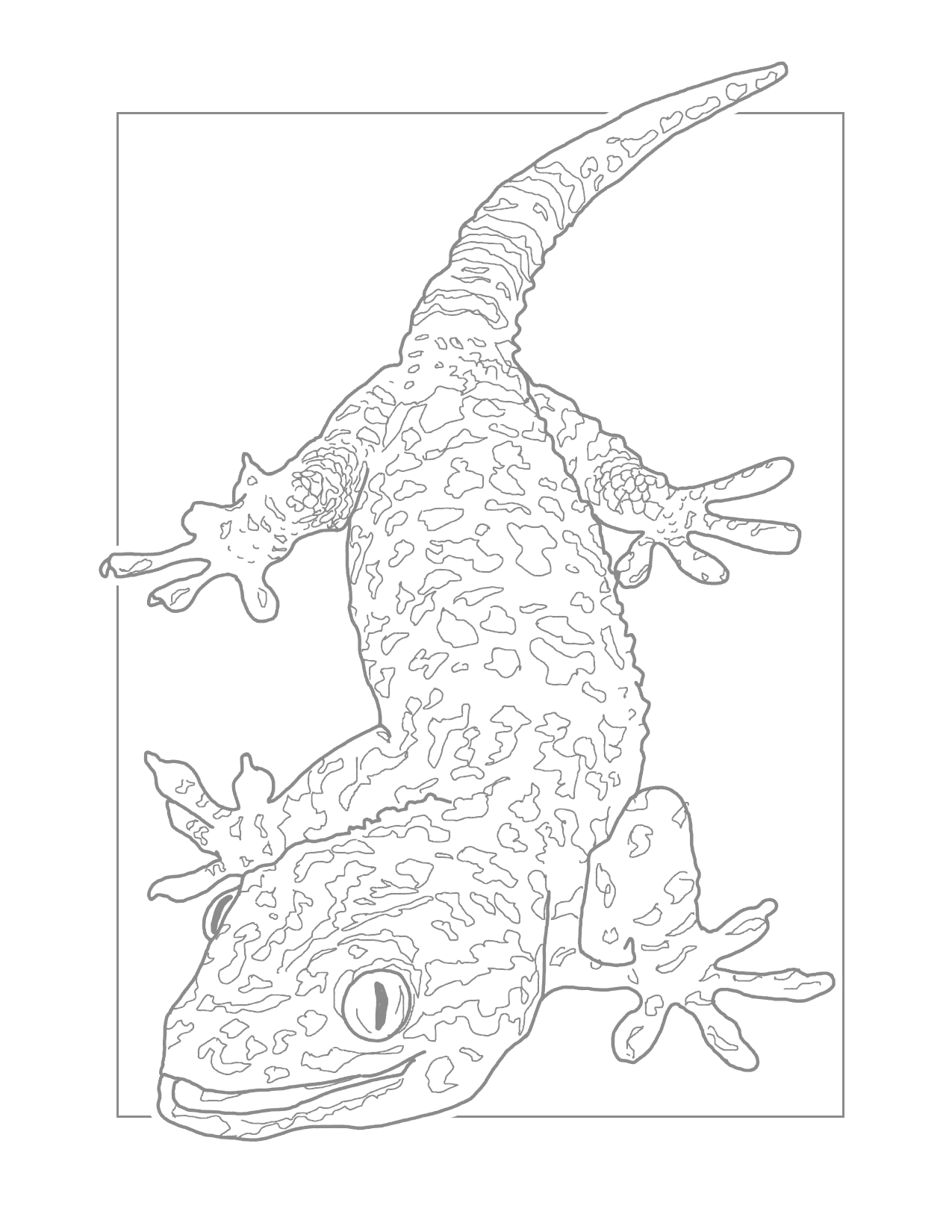 Gecko Lizard Traceable Coloring Page