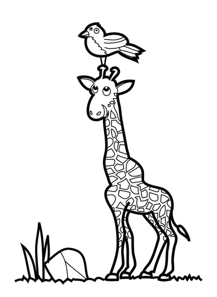 Giraffe And Bird Animal Coloring Pages