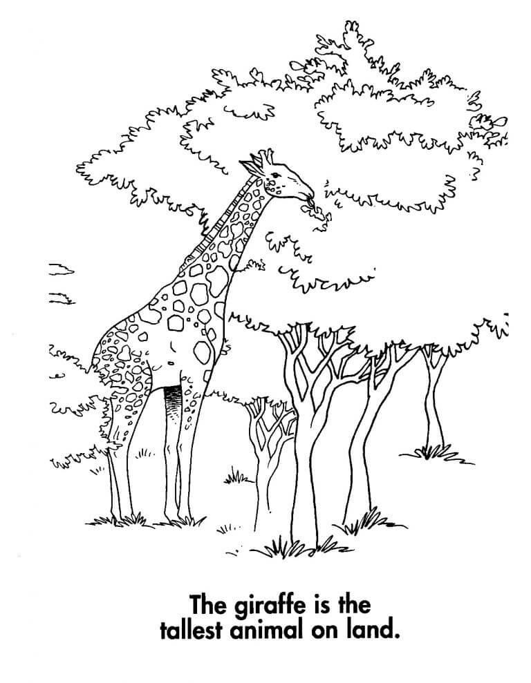 Giraffes Animal Coloring Pages