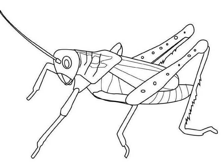 Grasshopper Printable Coloring Page
