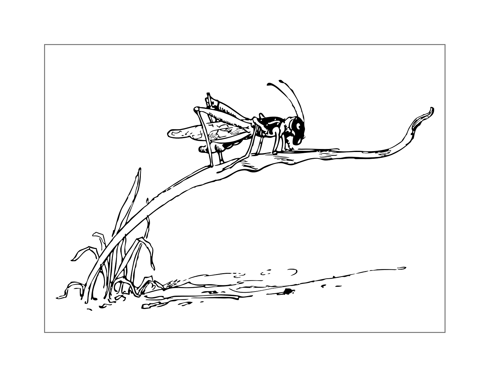 Grasshopper On A Twig Coloring Page