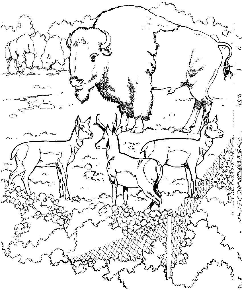 Grasslands Zoo Animals Coloring Pages
