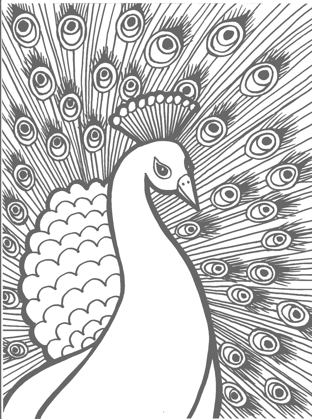 Grayed Peacock Page for Coloring