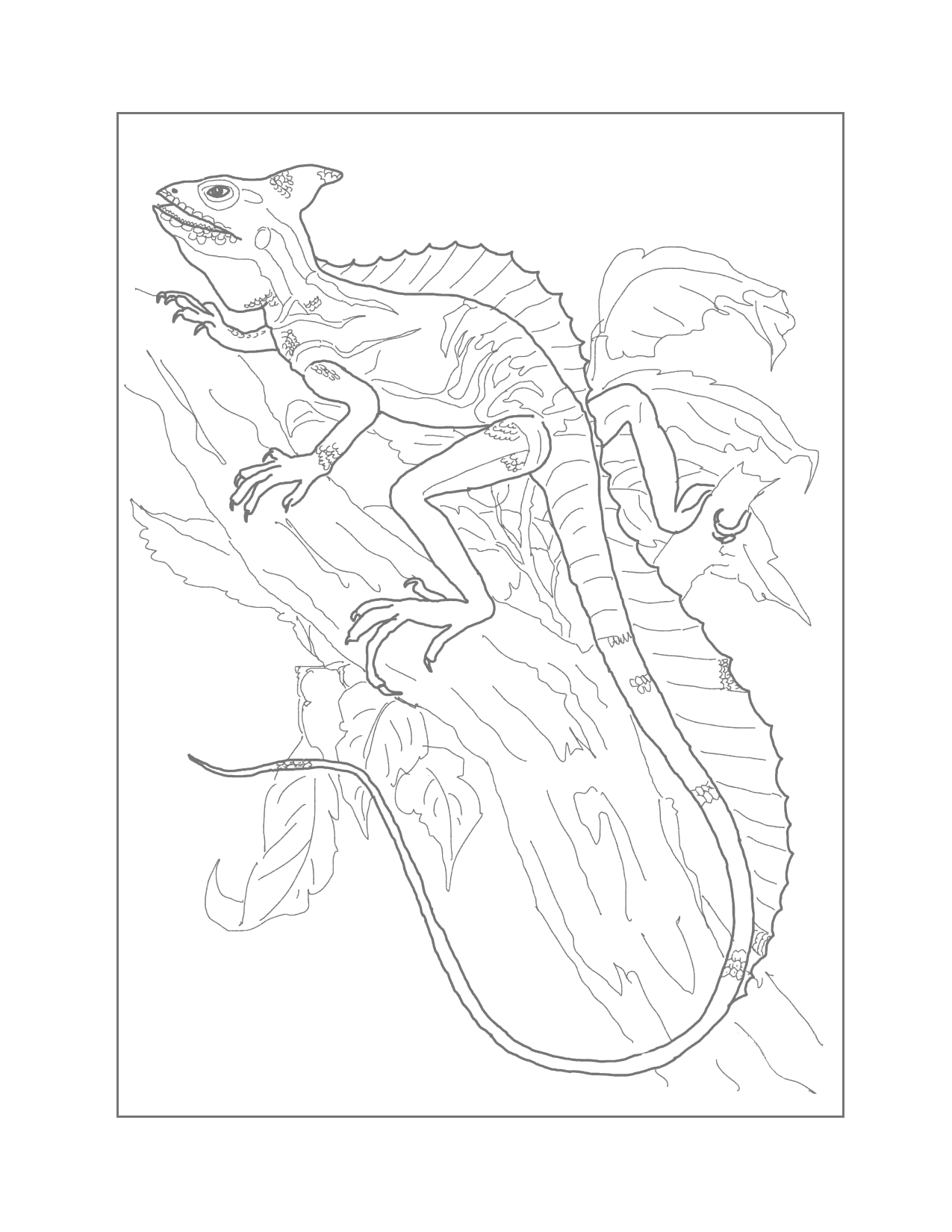 Green Basilisk Lizard Traceable Coloring Page