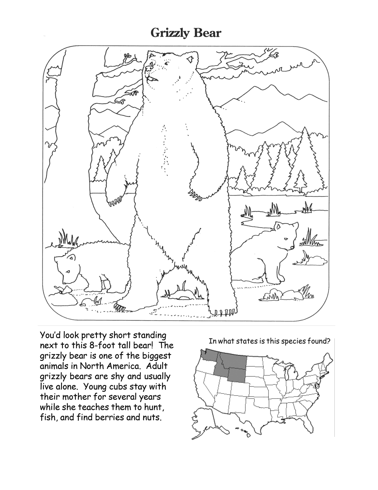 Grizzly Bear Coloring Worksheet