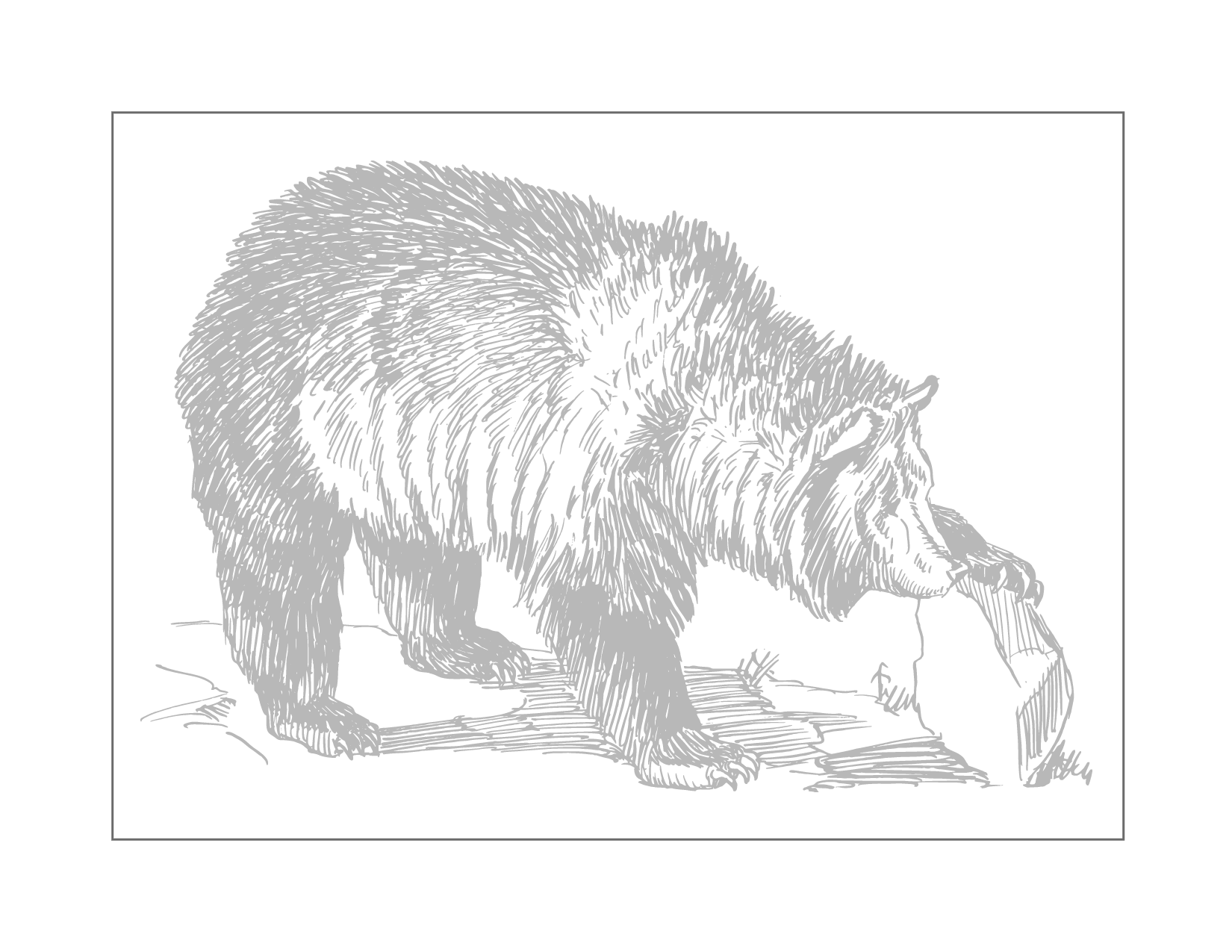 Grizzly Bear Traceable Coloring Page