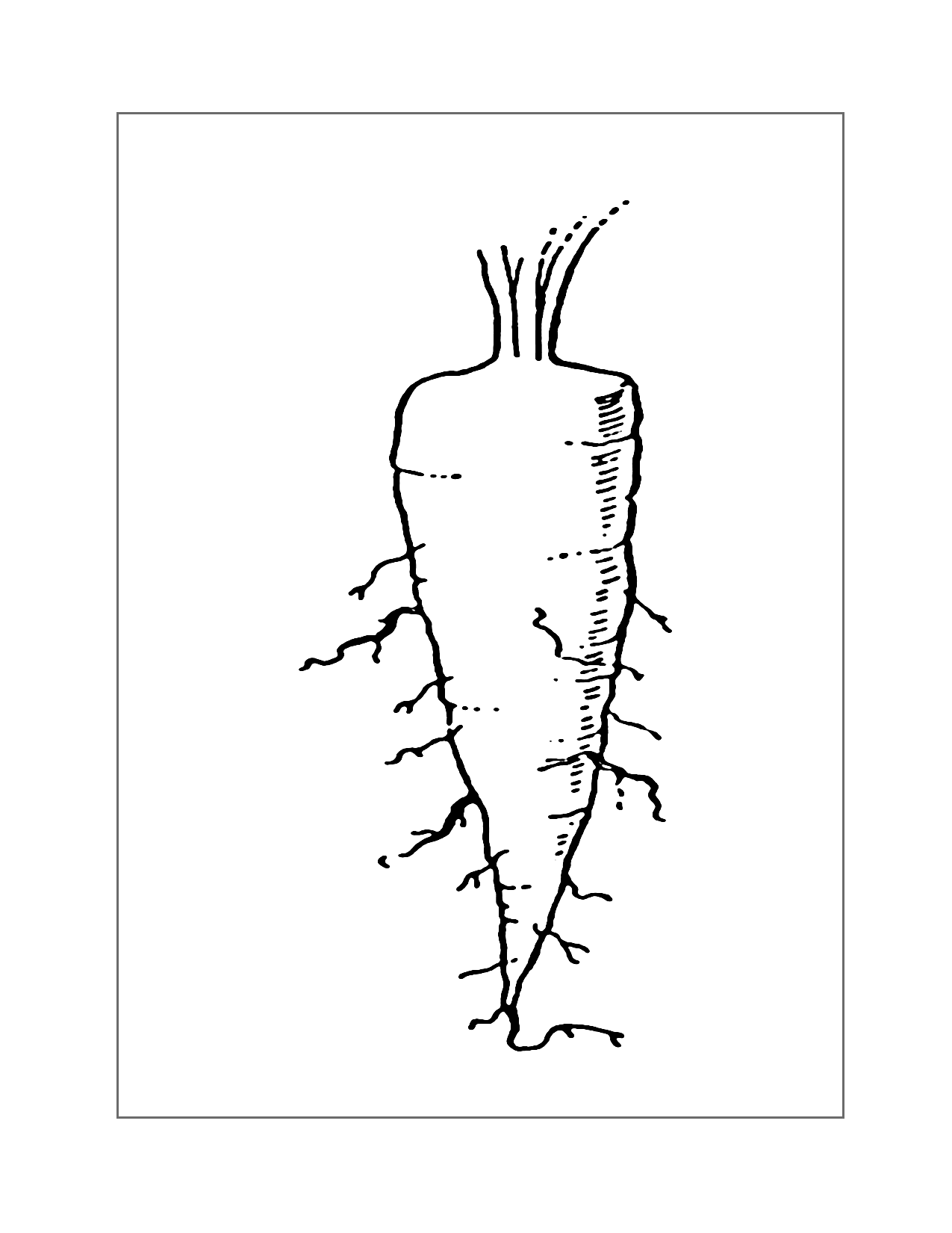 Hairy Carrot Coloring Page