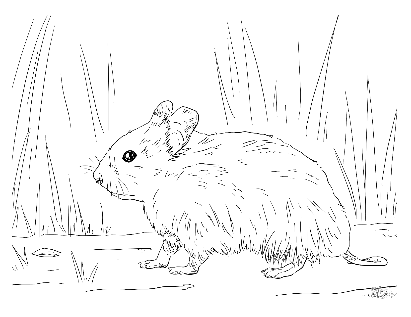 Hamster In The Grass Coloring Page
