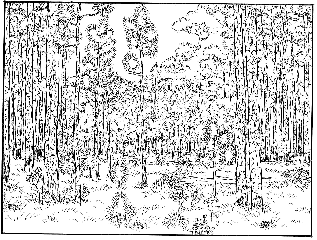 Hard Forest Trees Coloring Page