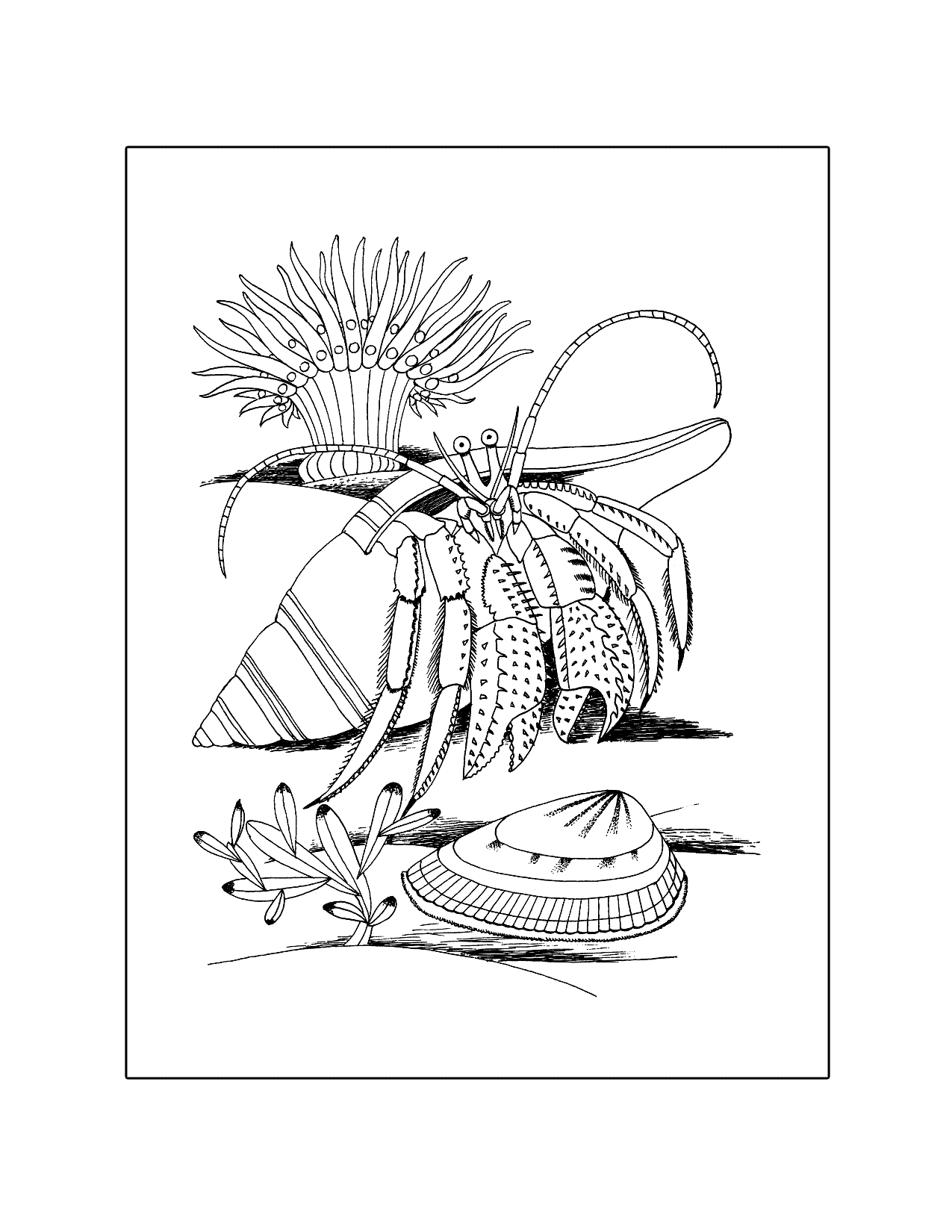 Hermit Crab Coloring Pages