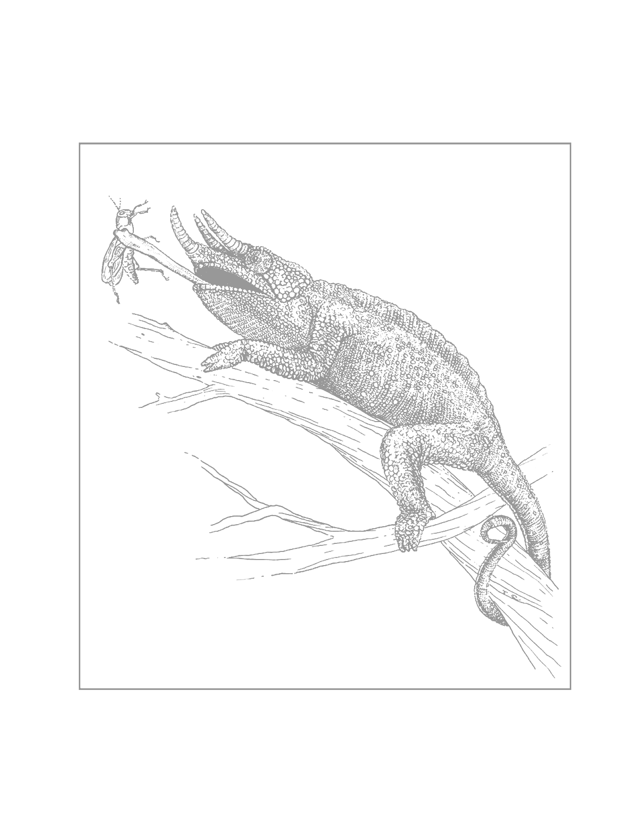 Horned Lizard Traceable Coloring Page