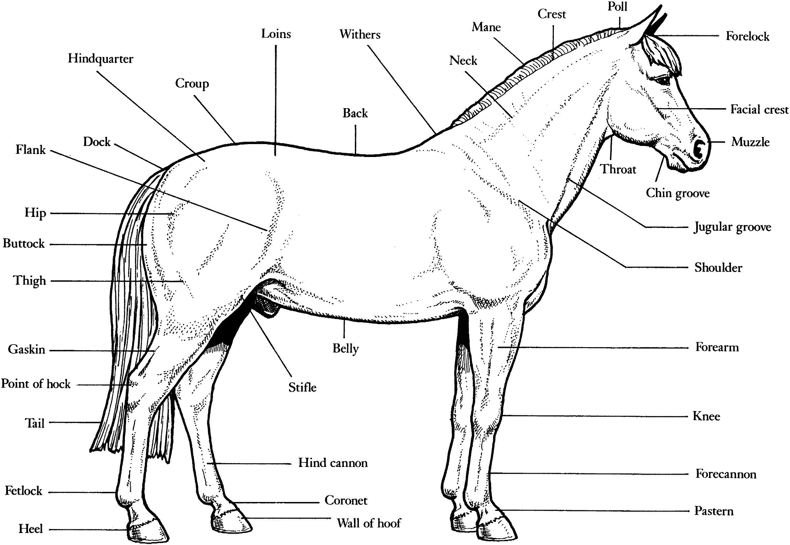 Horse Anatomy Coloring Sheet
