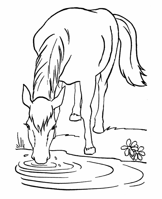 Horse Drinking From Lake Coloring Page