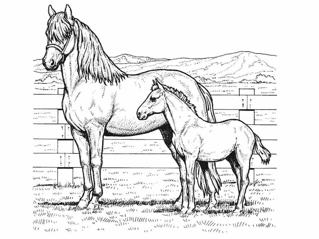 Horse and Pony Realistic Coloring Page