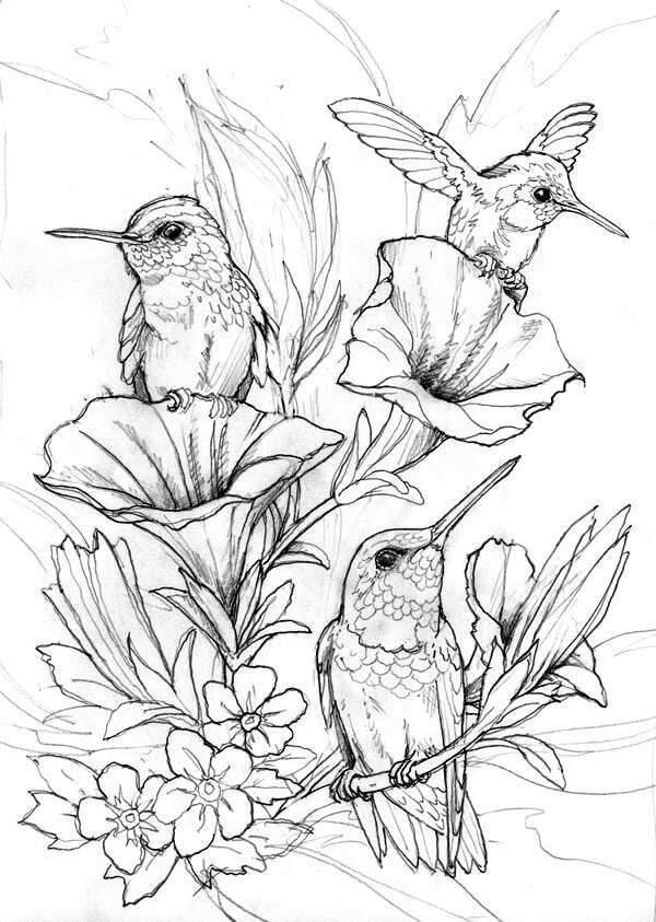 Hummingbird Drawing for Coloring