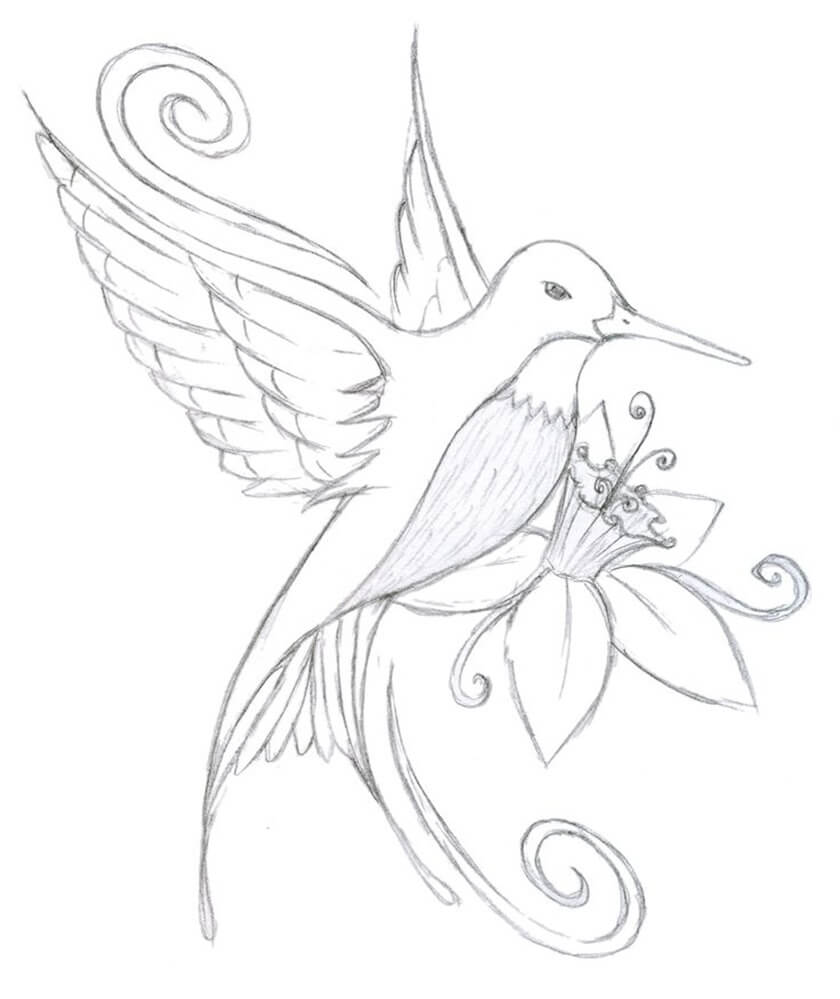 Hummingbird Drawing to Color