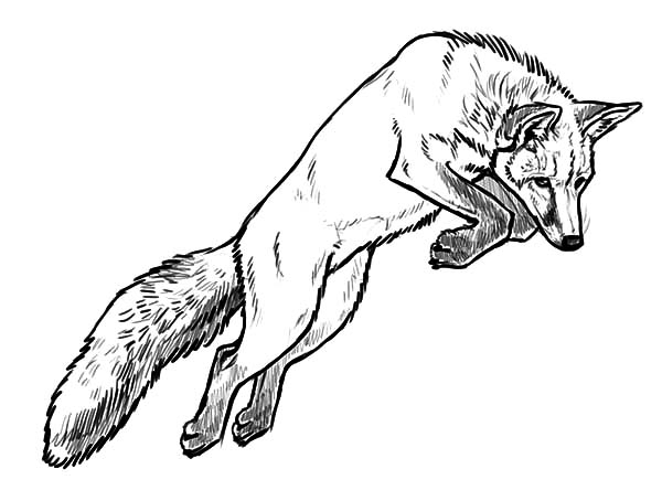 Hunting Fox Coloring Page