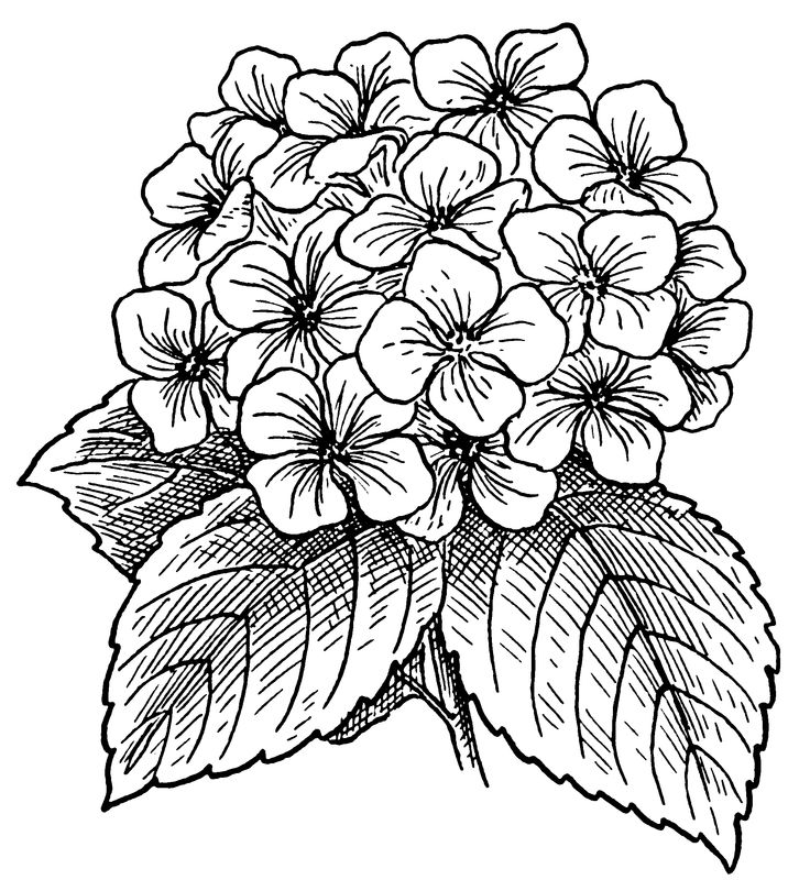 Hydrangea Flower Coloring Pages