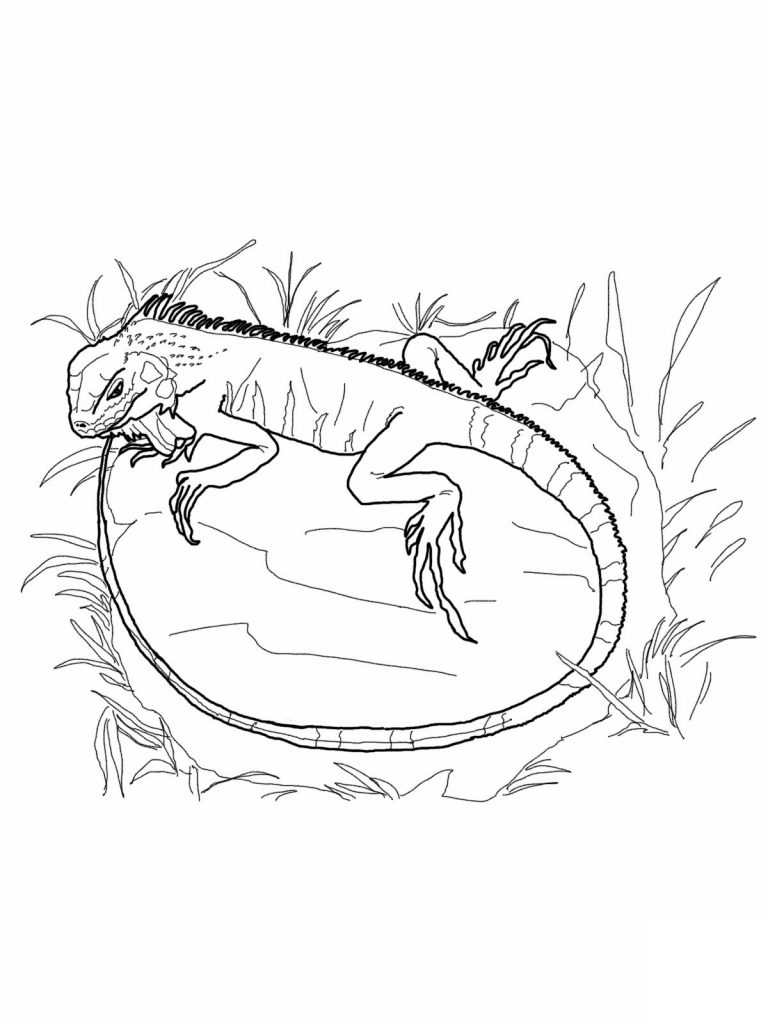 Iguana Animal Coloring Pages