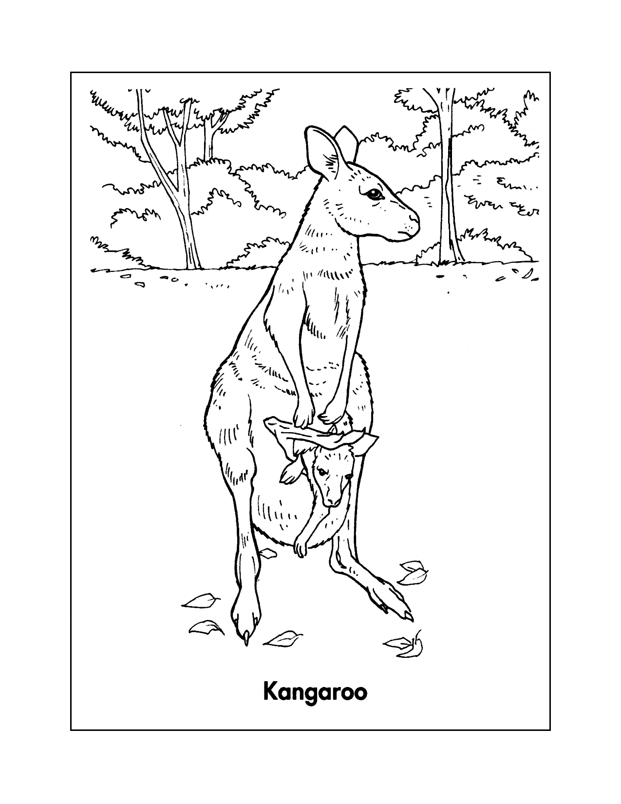 Kangaroo Coloring Sheet