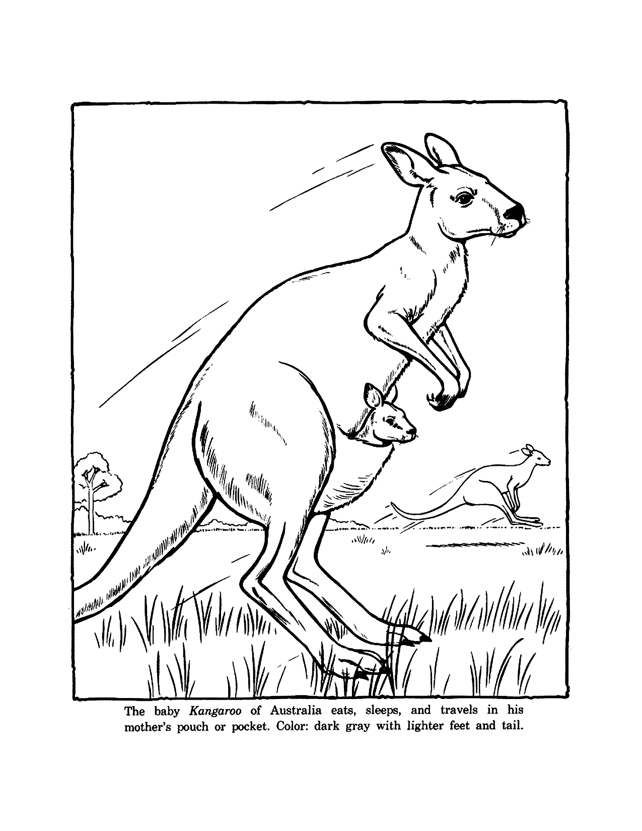 Kangaroo Coloring Worksheet