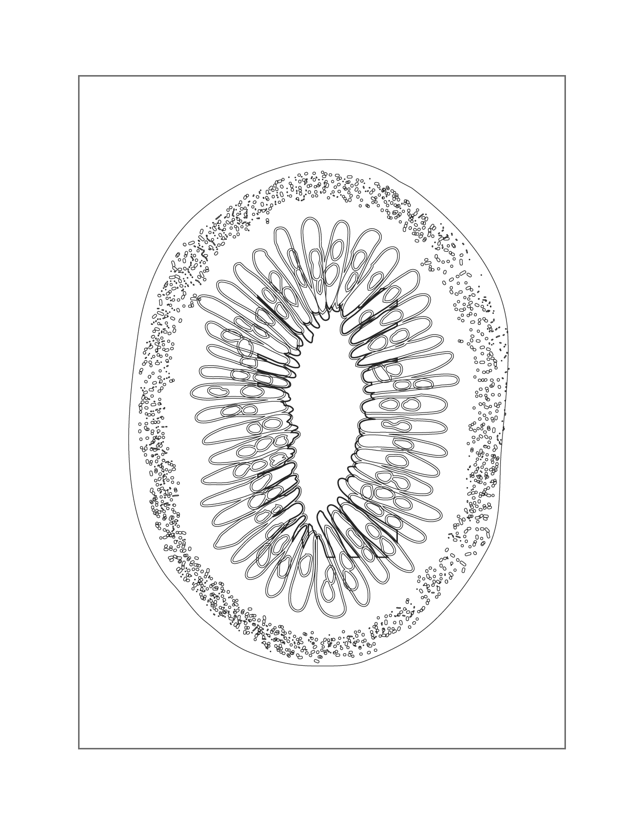 Kiwi Coloring Pages