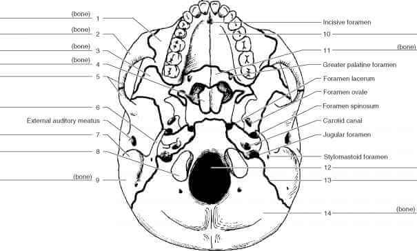 Label Skull Anatomy Underside Printable Page