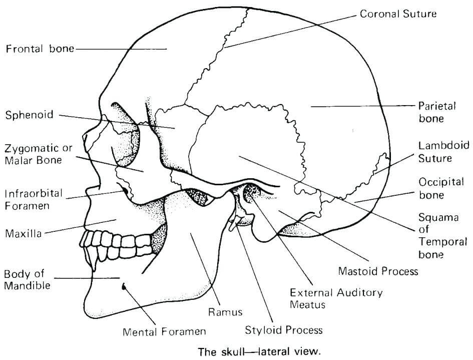 Skull Anatomy Coloring Pages Printable Coloring Pages