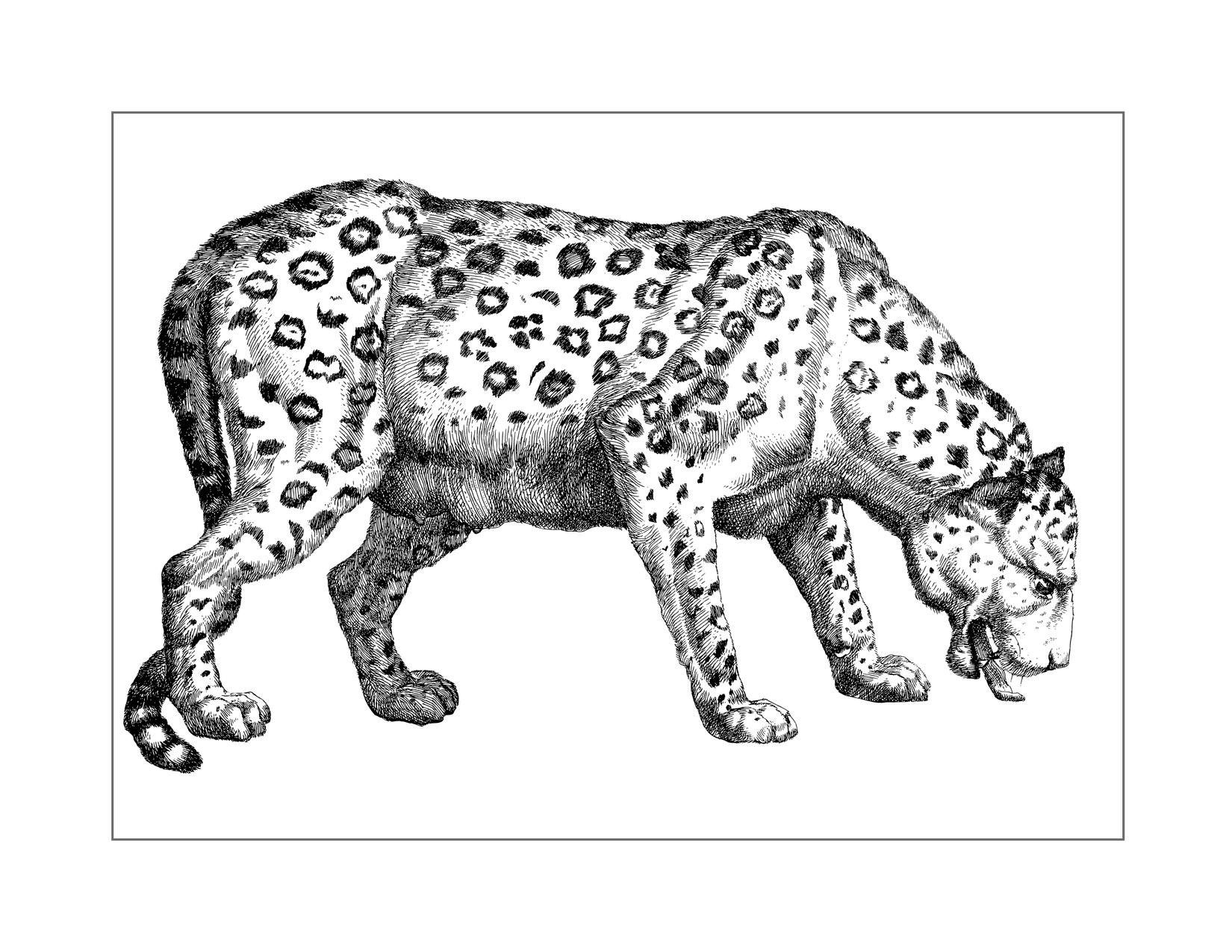 Leopard Drawing To Color