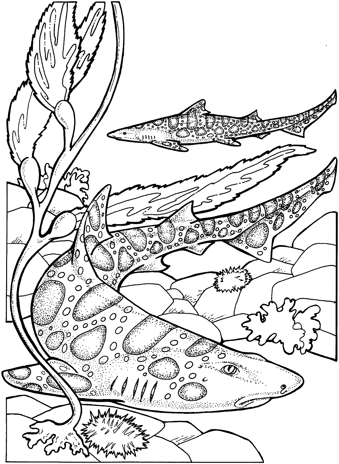 Leopard Sharks Coloring Page