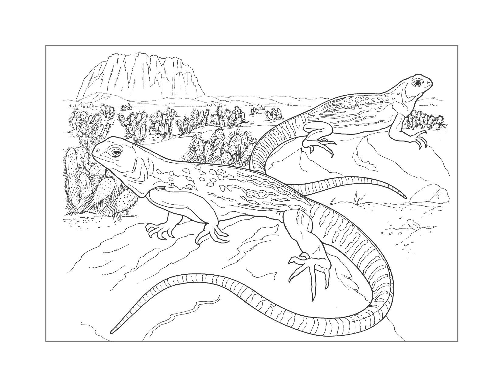 Lizards In The Desert Coloring Page