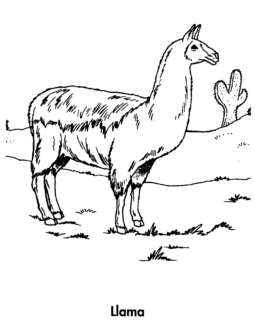 Llama Printable Coloring Sheet