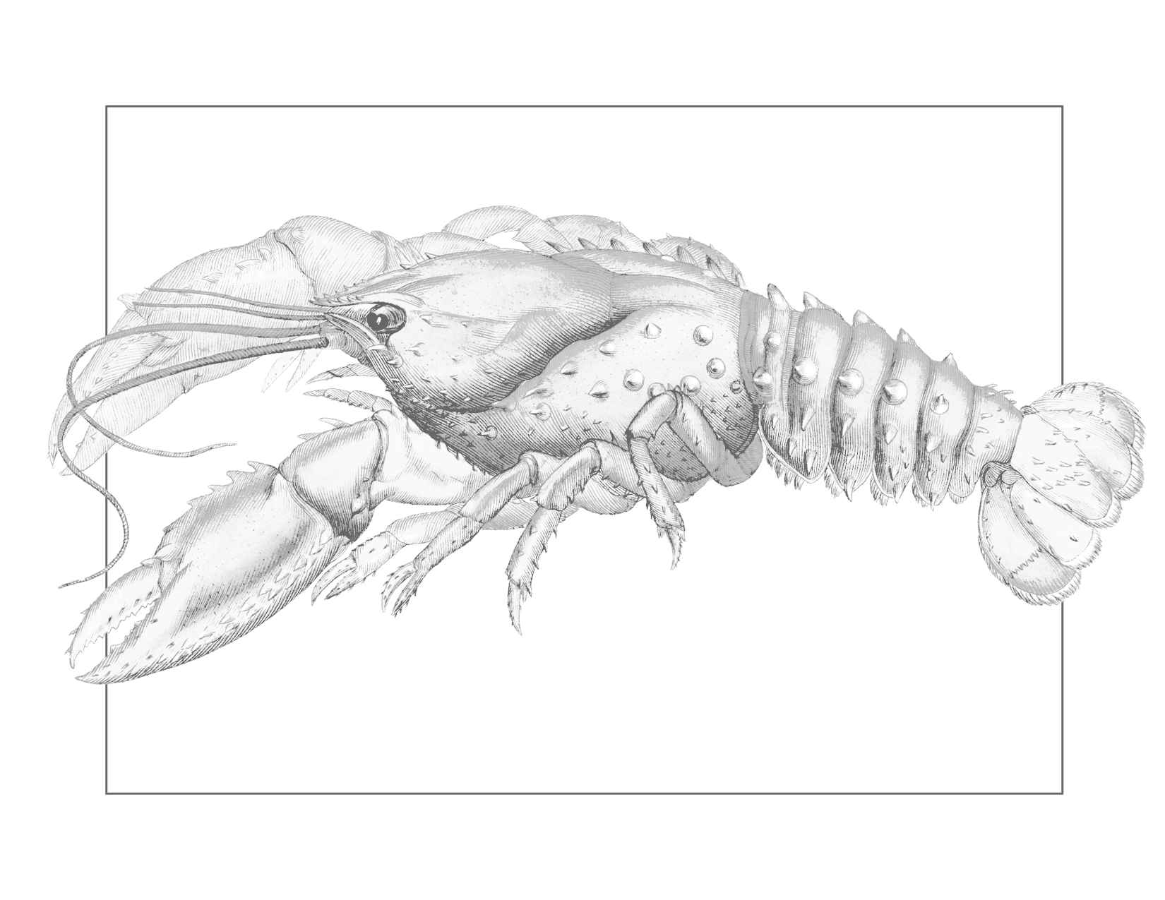 Lobster Printable For Tracing And Coloring