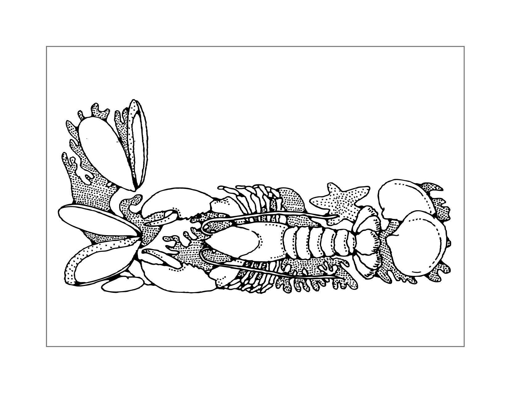 Lobster And Clams Coloring Page