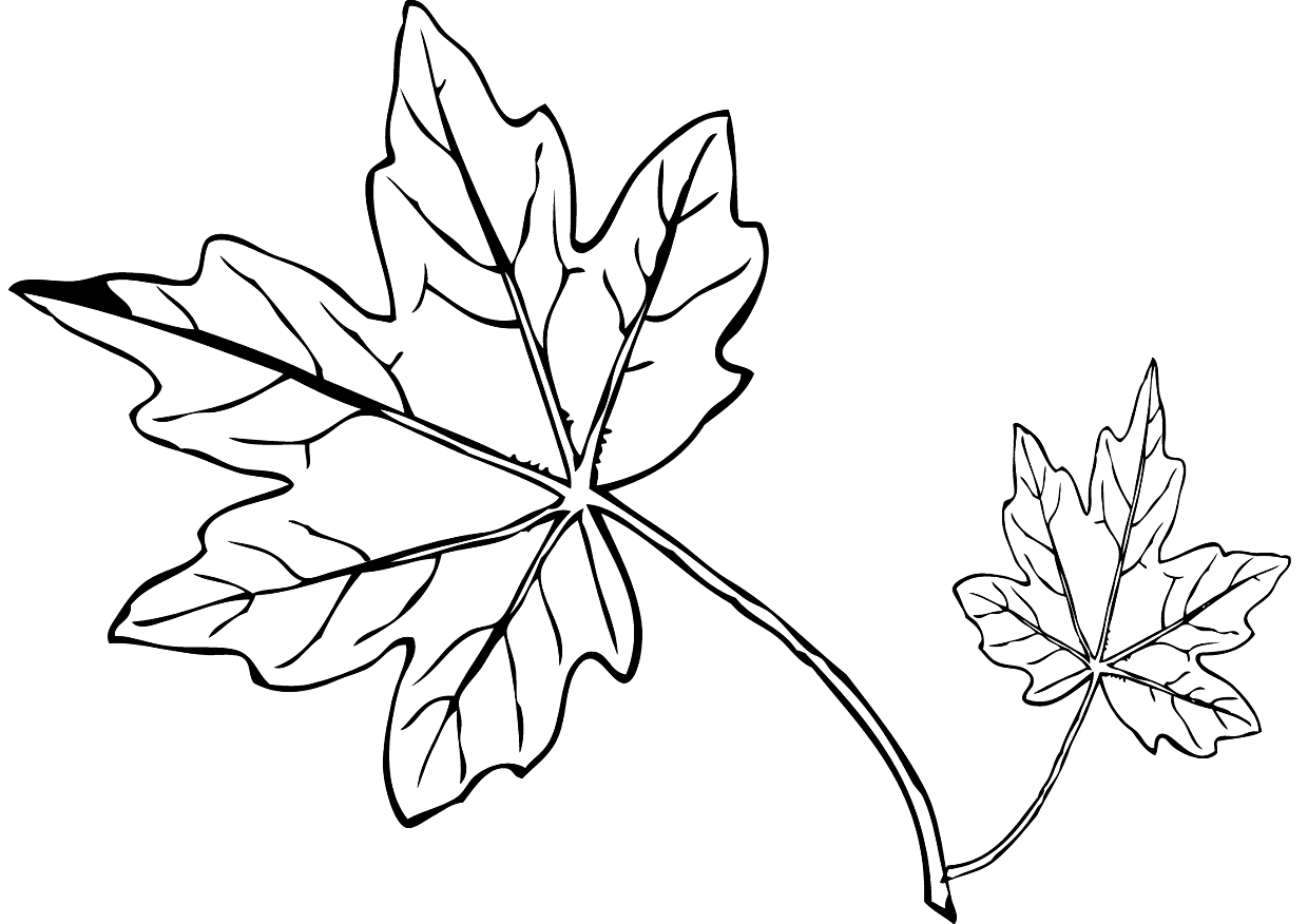 Maple Leaf Coloring Page