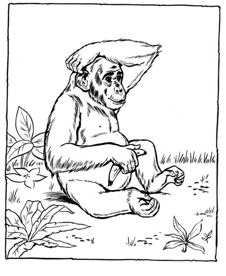 Monkey Animal Coloring Pages