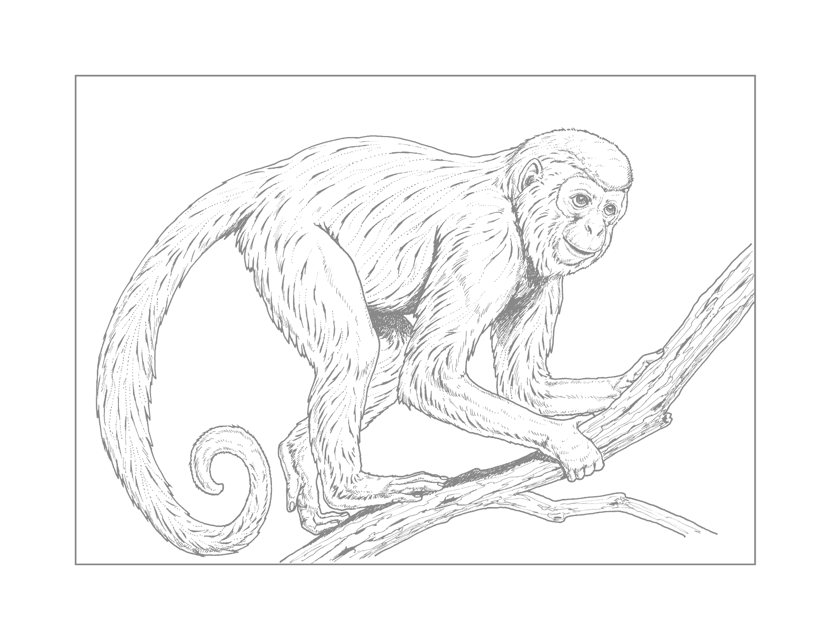 Monkey In Tree Traceable Coloring Page