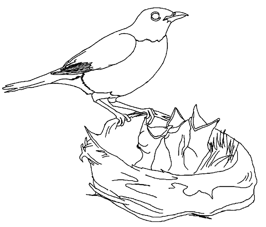 Mother Robin And Hungry Babies Line Art To Color