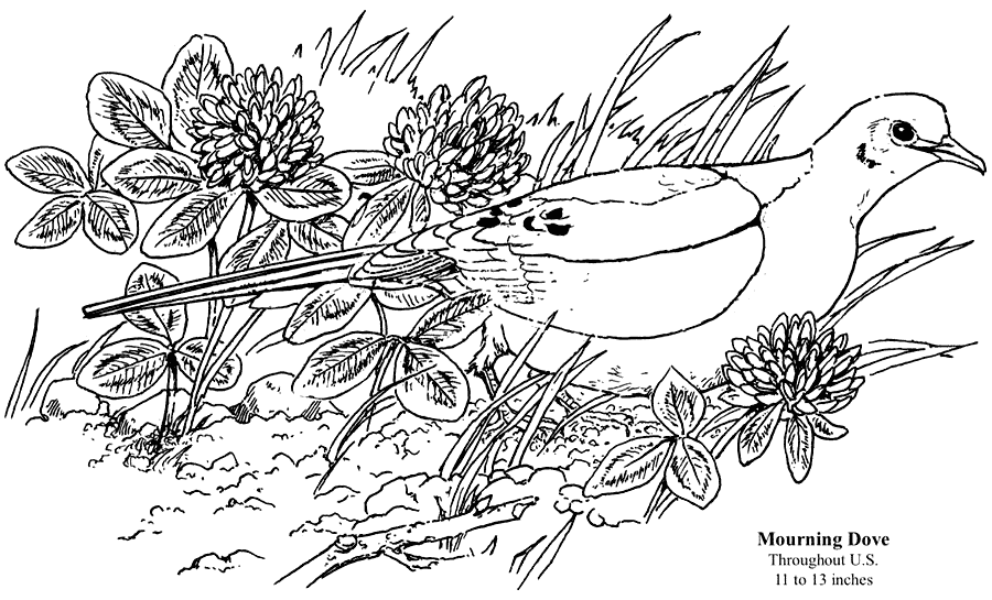 Mourning Dove Printable Coloring Sheet