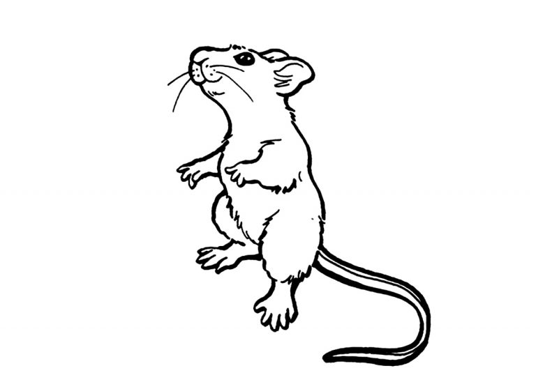 Mouse Animal Coloring Pages